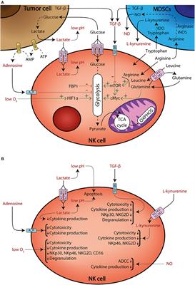 NK Cell Metabolism and Tumor Microenvironment